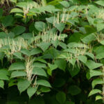 Reynoutria_japonica_in_Brastad_1-scaled-e1711986456942