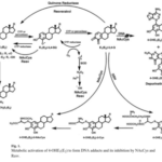 Resveratrol and N-acetylcysteine block the cancer-initiating step in MCF-10F cells