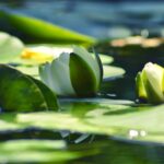 armenia_water_lily-wallpaper-3840×2400-1