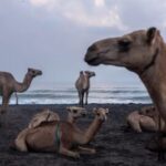 Somali camels are not endangered. Breeding has become a very profitable business